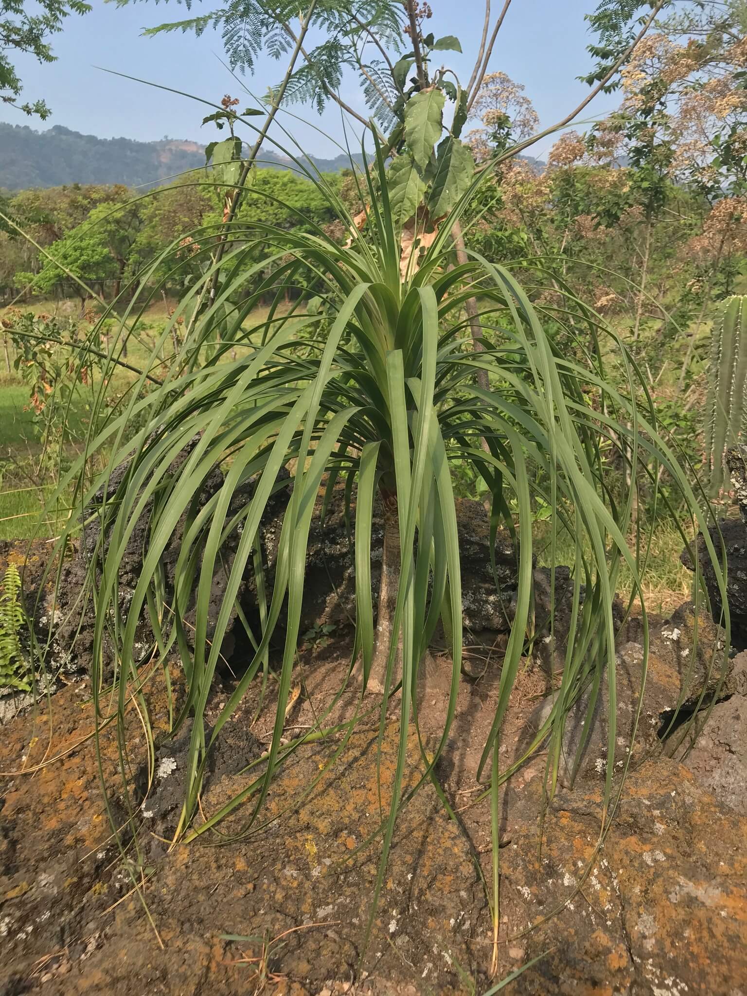 Beaucarnea recurvata